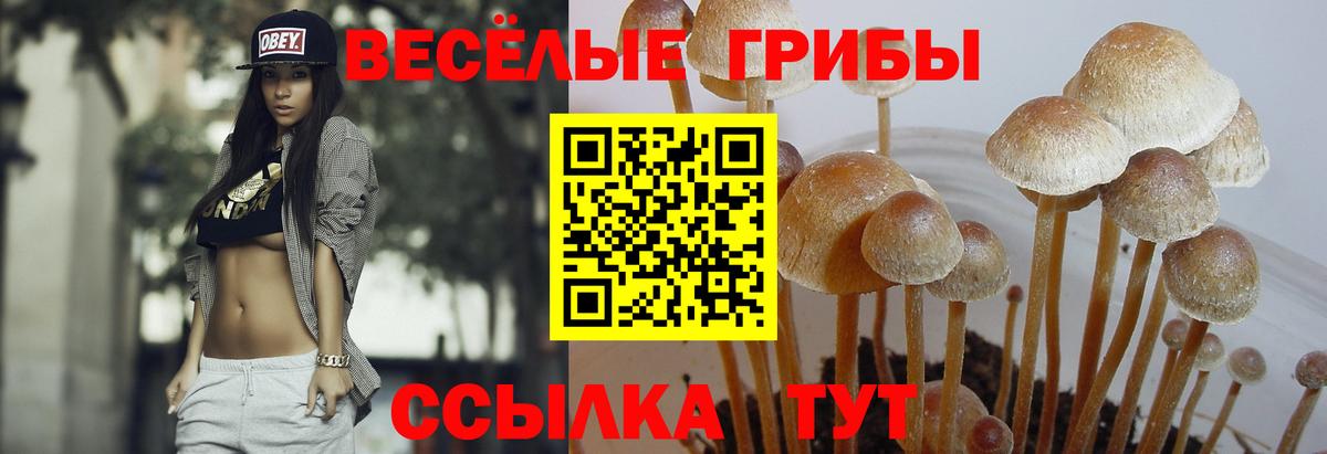 Псилоцибиновые грибы GOLDEN TEACHER  Псилоцибиновые грибы MAGIC MUSHROOMS  Вход с VPN  Пушкино 